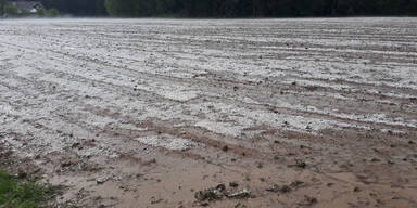 Unwetter Niederösterreich Schaden Landwirtschaft