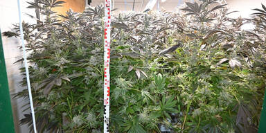 Cannabis-Anlage mit 2100 Pflanzen ausgehoben