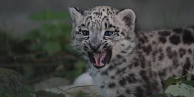 ERSTE AUSFLÜGE FÜR SCHNEELEOPARDEN-NACHWUCHS IM ZOO SALZBURG =