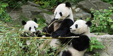 Panda Wien