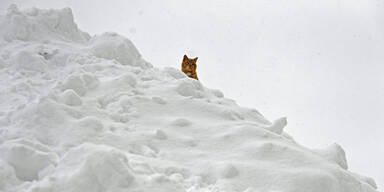 Katze im Schnee