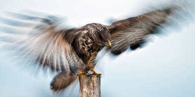 Mäusebussard Greifvogel