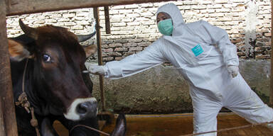 APAINDONESIA - HEALTH - LIVESTOCK =.jpg