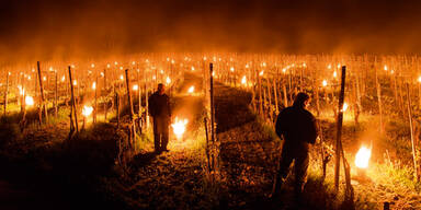 Winzer räuchern Weinberge gegen Frost