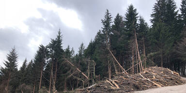 Enormer Waldschaden in Tirol