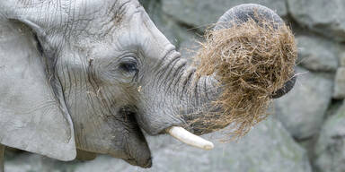 300 Tonnen Heu: Tiergarten Schönbrunn mit XXL-Futterbilanz