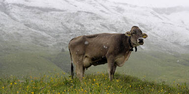 Schneefallgrenze Alpen Österreich