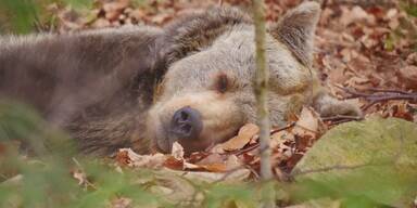 BÄREN-ALARM im Waldviertel: Bärenwald Arbesbach öffnet wieder!