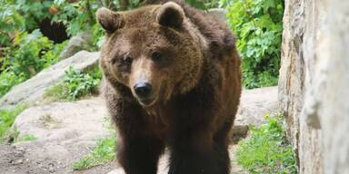 Bär im Alpenzoo Innsbruck 