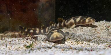 Bambushai-Jungtiere (c)Haus des Meeres.jpg