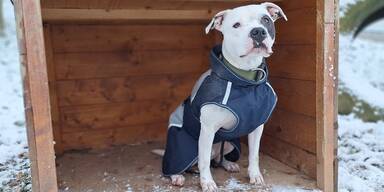 Benno aus Tierheim Steyr 