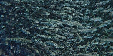 Regionale Qualität: Spar Premium Fischspezialitäten kommen aus Niederösterreichs Voralpen