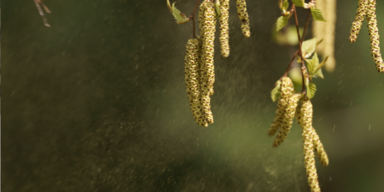 Birkenpollen_Header.png