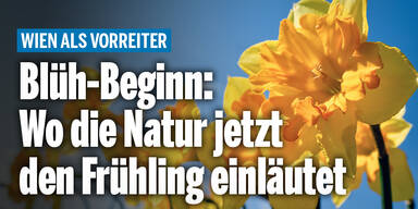 Blühte_Konsole.jpg