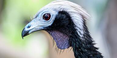 Die haben doch einen Vogel! Blaukehl-Guane erhält Partner