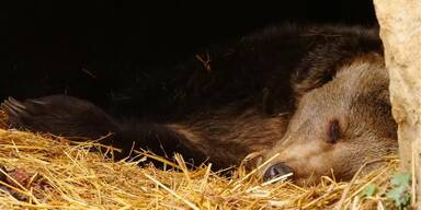 Winterruhe im Bärenwald: "Erich" schläft seit 57 Tagen durch