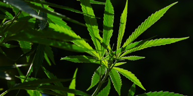 Für 250.000 Euro: 46 Kilo Bangkok-Cannabis am Flughafen Wien sichergestellt