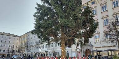 Linz hat nach zerrupftem im Vorjahr heuer einen Vorzeigeweihnachtsbaum 