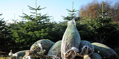 NÖ: Christbäume wachsen künftig umweltfreundlicher