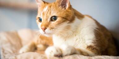 Schicksal im Tierquartier: Fast 2.400 Neuzugänge innerhalb eines Jahres