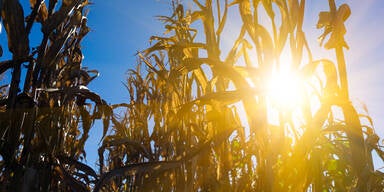 Sommer 2025: Schäden von bis zu 126 Milliarden Euro