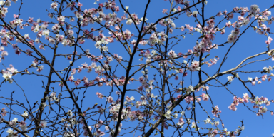 Der Frühling schickt erste Vorboten: Bis zu 15 Grad diese Woche