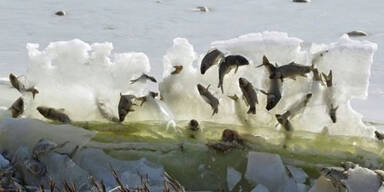Eis-Fische