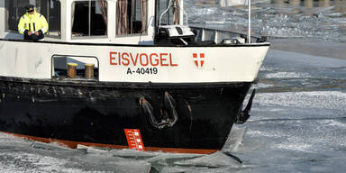 Eisvogel.jpg