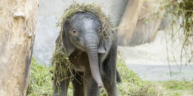 24 Mal Tierbaby: Der Schönbrunn Tiergartenkalender 2026