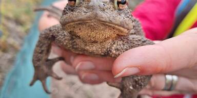 Demonstration für Amphibien-Tunnel in Hernals