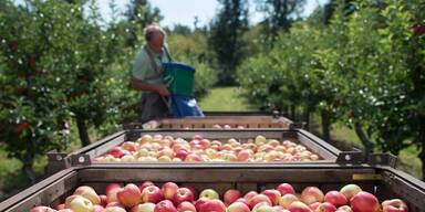 Apfelbauern jubeln über heurige Ernte