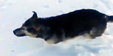 Tiere festgefroren Kasachstan