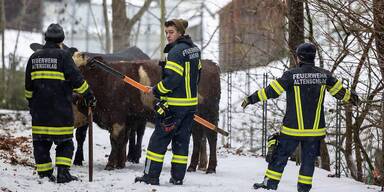 „Katz-und-Maus-Spiel“ mit Rindern im Mühlviertel  