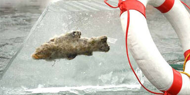 Fisch eingefroren