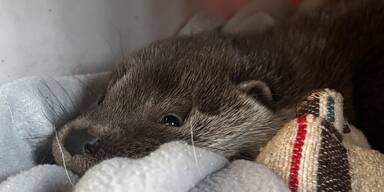 Verletztes Fischotterbaby lief Frau nach