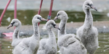 Flamingo Schönbrunn