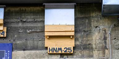 Fledermausquartiere Nahaufnahme (c)Haus des Meeres.jpg