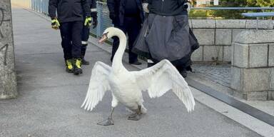 Schwan St. Pölten