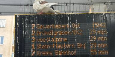 ÖVP-Krems: "SPÖ und FPÖ lassen Stadt im Vogeldreck versinken!"