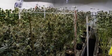 Mit Indoor-Drogenplantage Dreiviertelmillion verdient