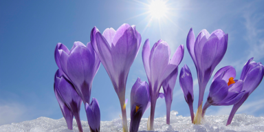 Frühlingsbeginn_Header.png