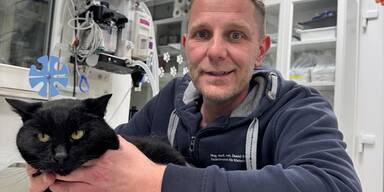 Fundkater aus Mondsee