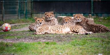 Vier auf einen Streich: Gepardenfamilie zieht im Zoo Salzburg ein