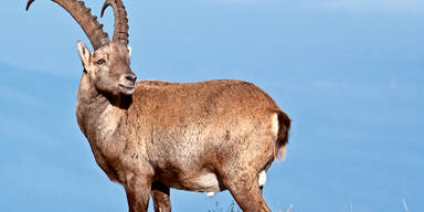 Steinbock