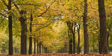 Prater Allee