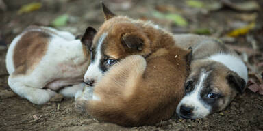 Hündin tötet Welpen im eigenen Rudel