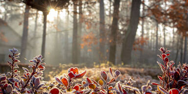 Bauernregel: "So wird das Wetter den ganzen Winter sein"