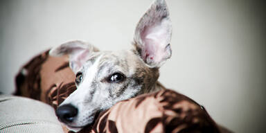 Sprachversuch mit Vierbeinern liefert erstaunliches Ergebnis