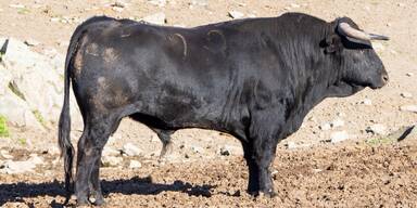 Flucht vor Schlachter: Cobra erschießt entlaufenen Stier 