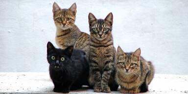 katzen 